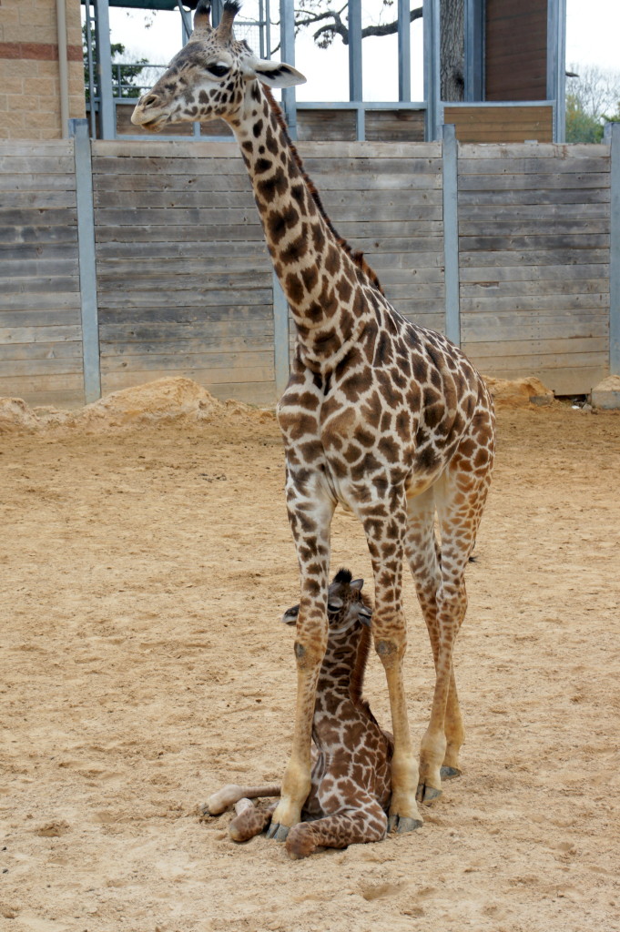 Girafas - Mãe e filha no Houston Zoo