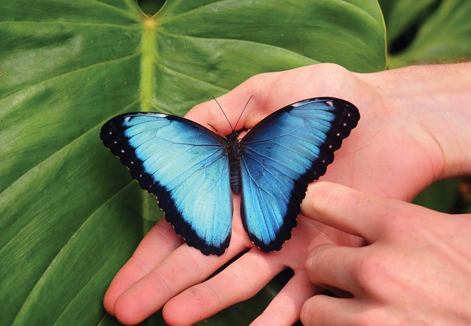 Borboleta Azul